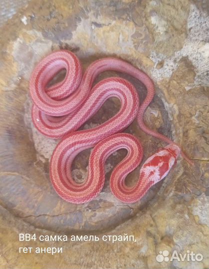 Маисовых полозов близзард, нормал, продаю