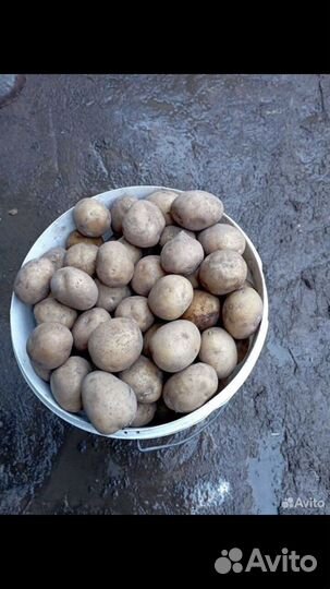 Картофель семенной