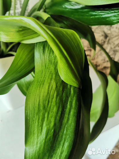 Эухарис амазонская лилия
