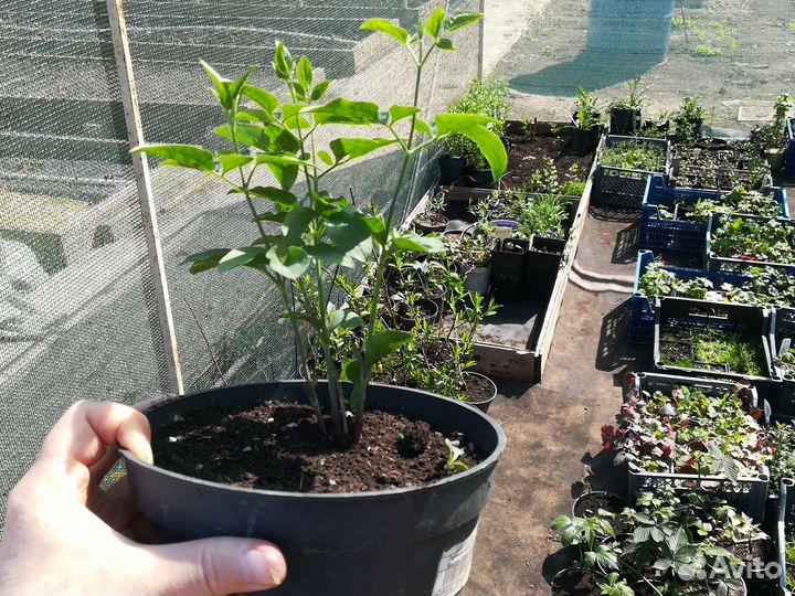 Клематис манчжурский Таежный снег