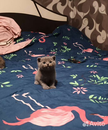 Шотландские котята