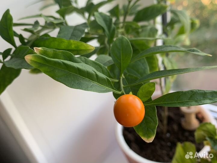 Паслен комнатный (соланум)