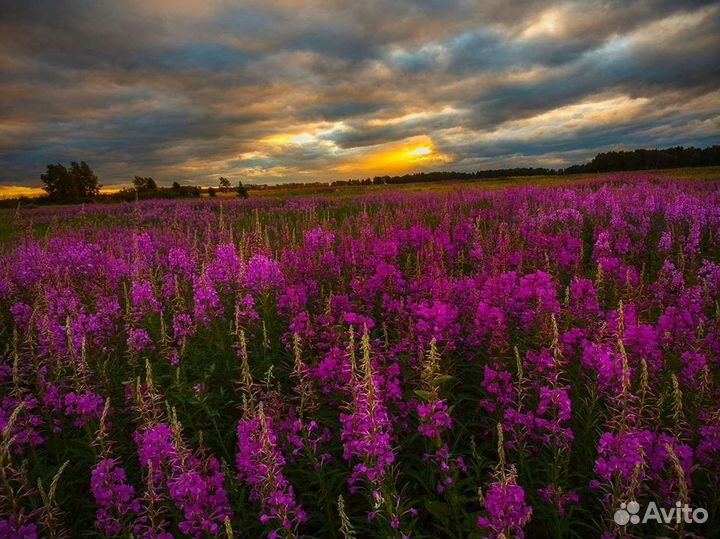 Иван-чай 1 кг кипрей 2О23 чистый состав, зож