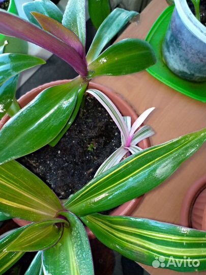 Традесканции