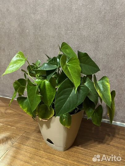 Замиокулькас (Долларовое дерево, денежное дерево)