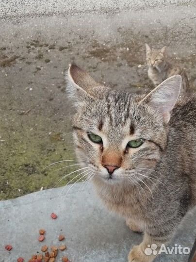 Котики молодые полосатики