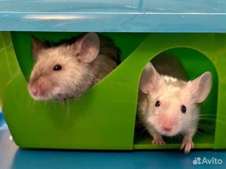 Передержка грузынов мелких мышек хомячка