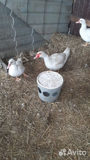 Инкубационное яйцо индоутки