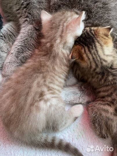 Шотланский котенок прямоухий