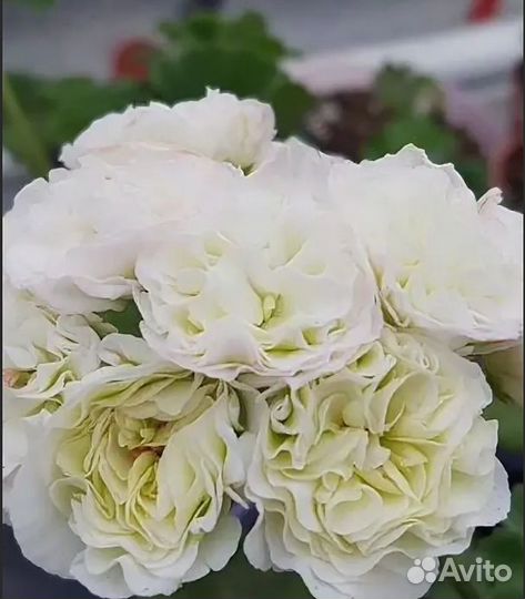 Пеларгония герань сортовая