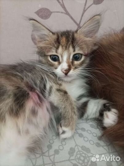 Котенок в добрые руки