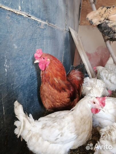 Молодые петухи