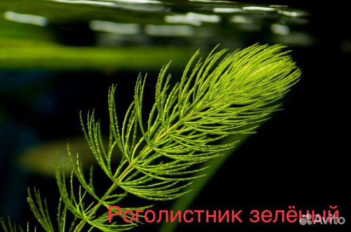 Аквариумные растения