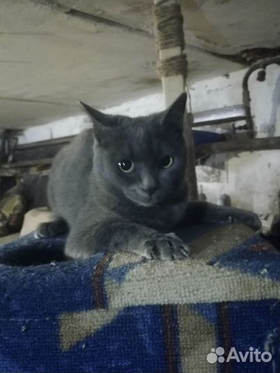 Котёнок девочка в добрые руки