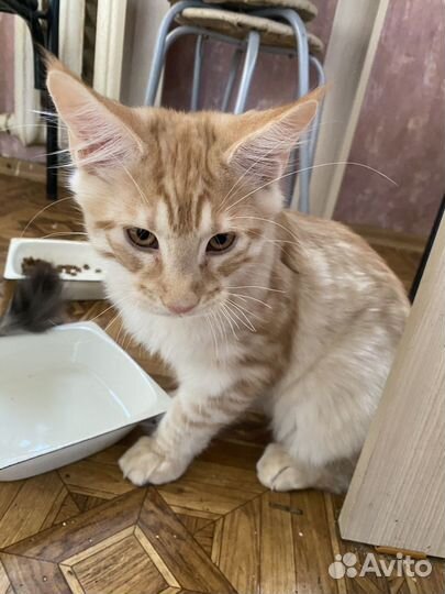 Котята мейн-кун