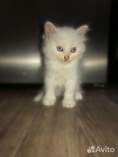 Добрые и ласковые котята в добрые руки