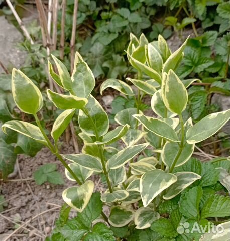 Барвинок вариегатный