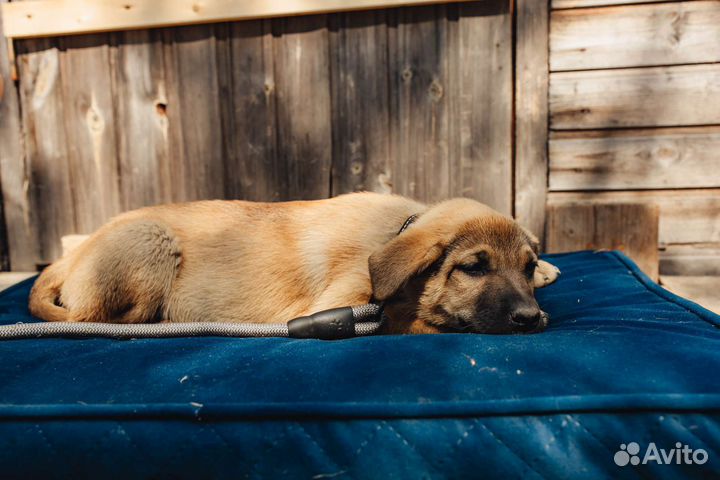 Щенки в дар