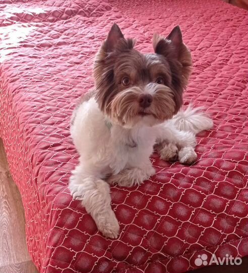 Биро йорк вязка