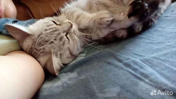 Отдам кошку