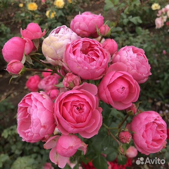 Роза Помпонелла саженцы