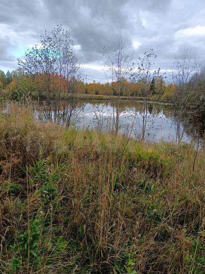 Участок 92 сот. (СНТ, ДНП)