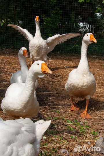 Гуси породы Линда