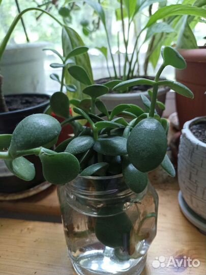 Крассула толстянка(денежное дерево)