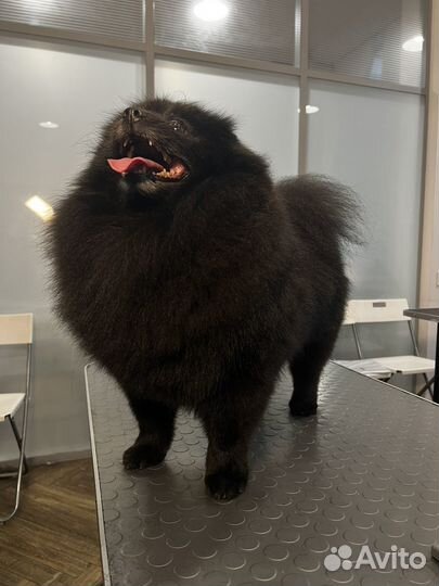 Грумер на дому или с выездом