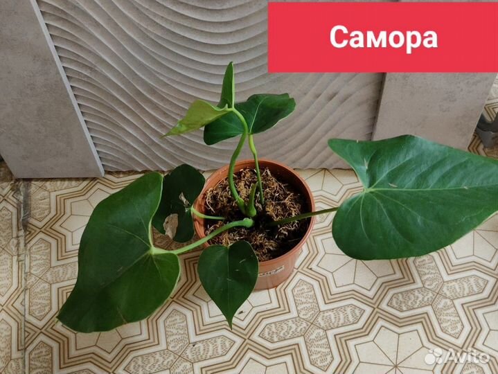 Аглаонема Сальмон фентази и Антуриумы