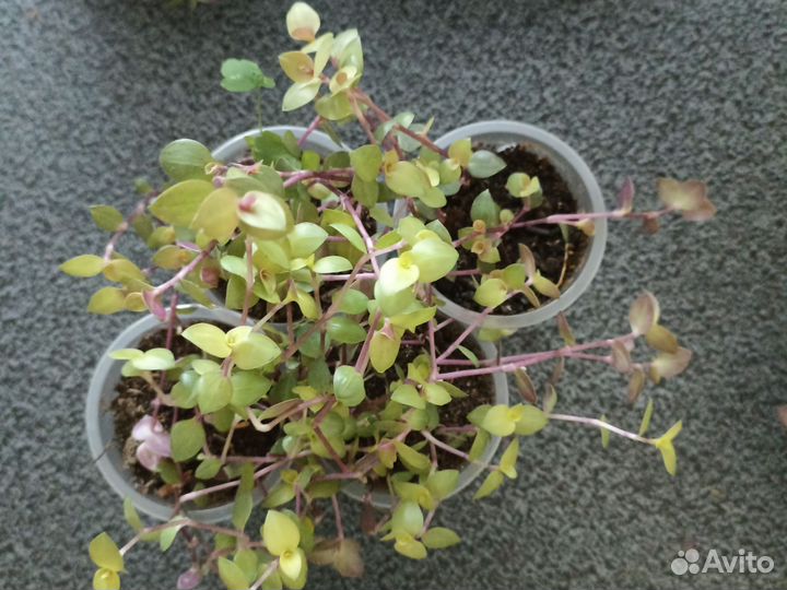 Коллизия Розова пантера