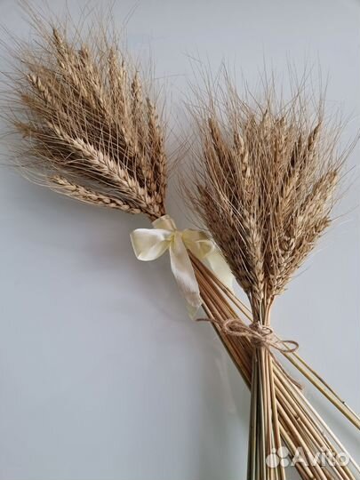 Букет из сухоцветов колосьев