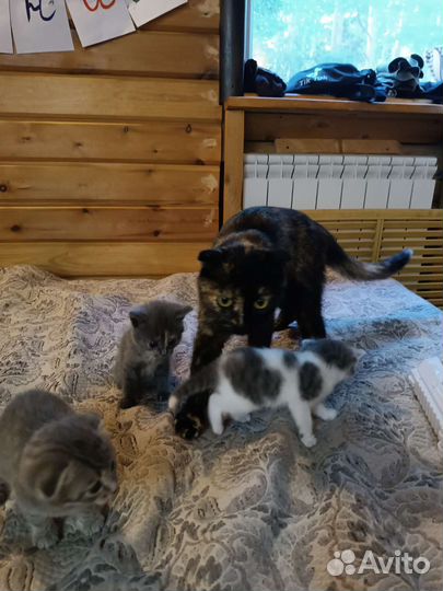 Кошки