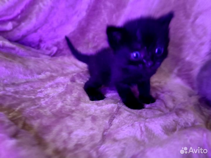 Милый котик в дар