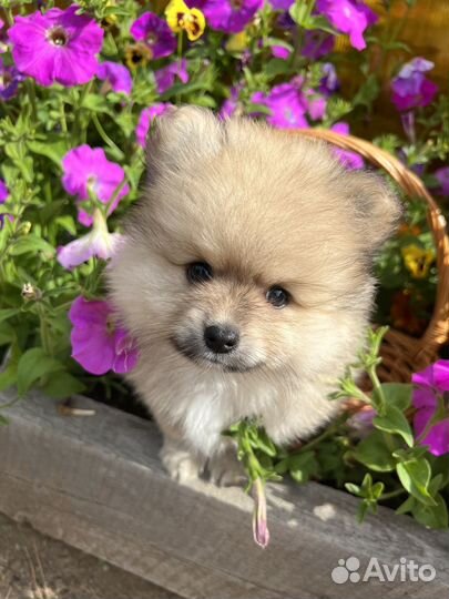 Щенки шпица