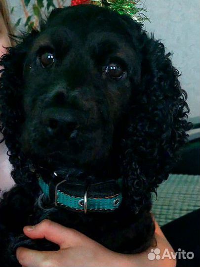 Вязка спаниель