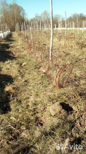 Саженцы ежевики оптом и в розницу