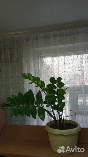 Замиокулькас