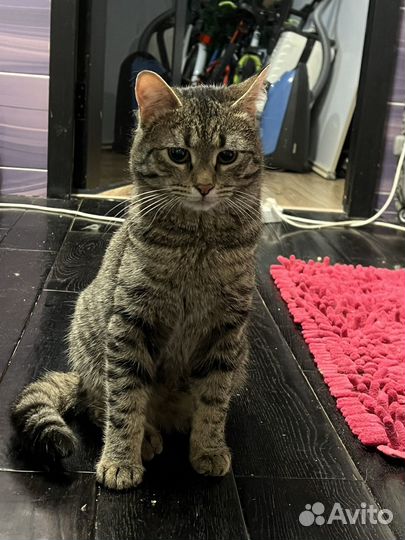 Европейская кошка