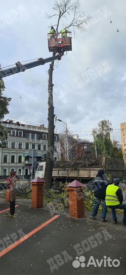Спил деревьев. Расчистка участков. Валка. Обрезка