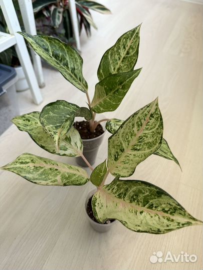 Аглаонема лаки арми мутейшен
