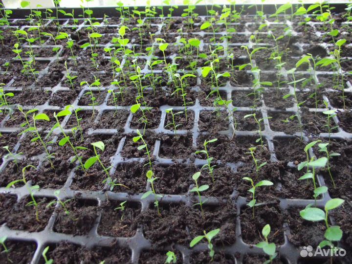 Саженцы Голубики садовой от 100 шт на доращивание