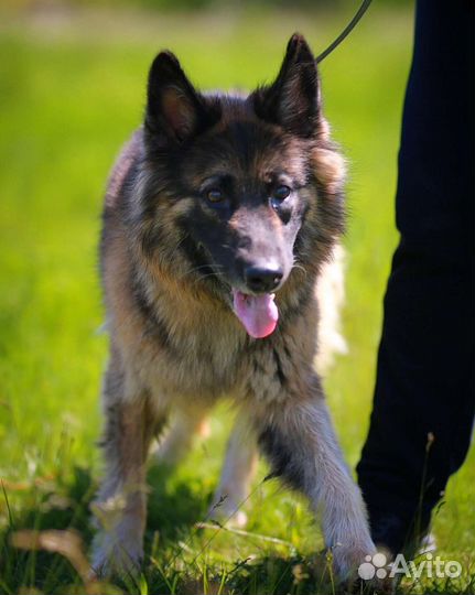 Немецкая овчарка