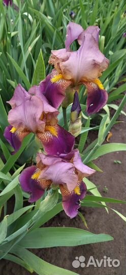 Ирисы бородатые сортовые