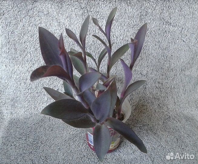 Оксалис Кислица, Пеперомия, Сеткреазия