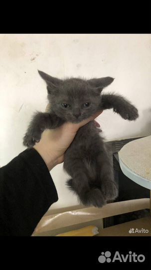 Котята