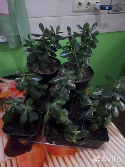 Толстянка,денежное дерево