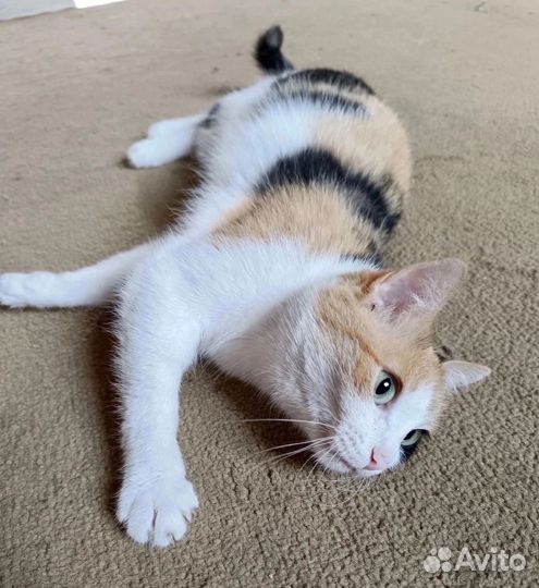 Кошечка на удачу