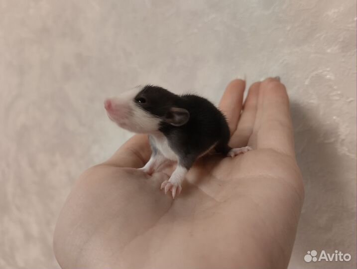 Крыса дамбо