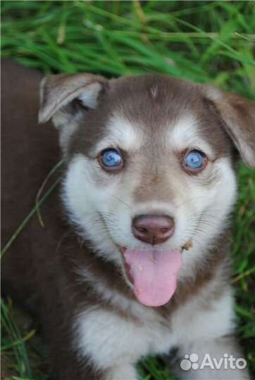 Щенки хаски (метисы) в добрые руки